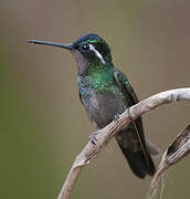 Colibri à gorge pourprée