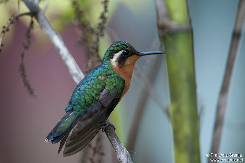 Purple-throated Mountaingem female adult