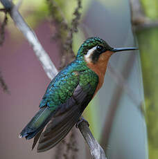 Colibri à gorge pourprée