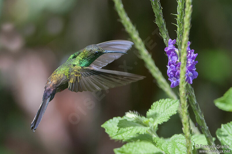 Colibri à queue bronzéeadulte