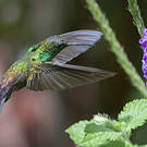 Colibri à queue bronzée