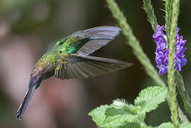 Colibri à queue bronzée