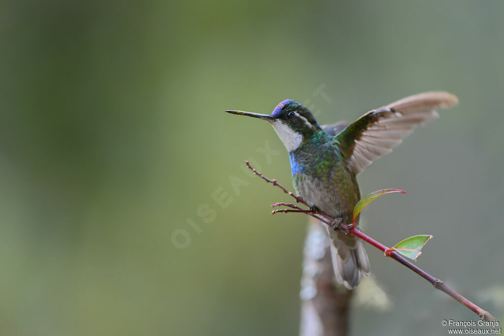 Colibri à queue grise mâle