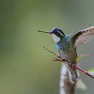 Colibri à queue grise