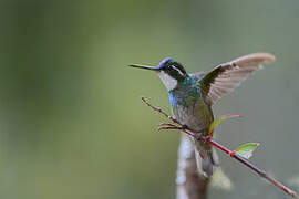 Grey-tailed Mountaingem