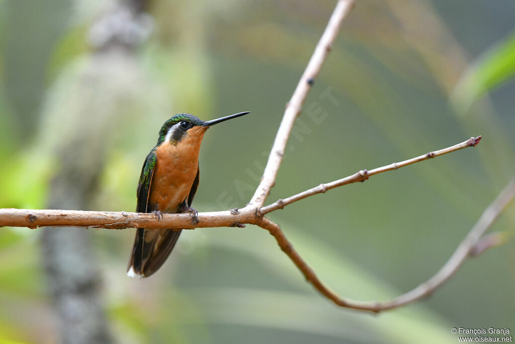 Grey-tailed Mountaingem female