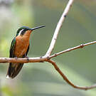 Colibri à queue grise