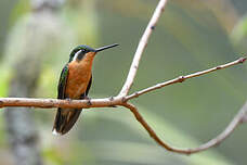 Colibri à queue grise