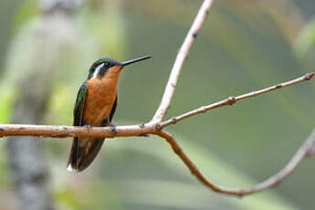 Colibri à queue grise