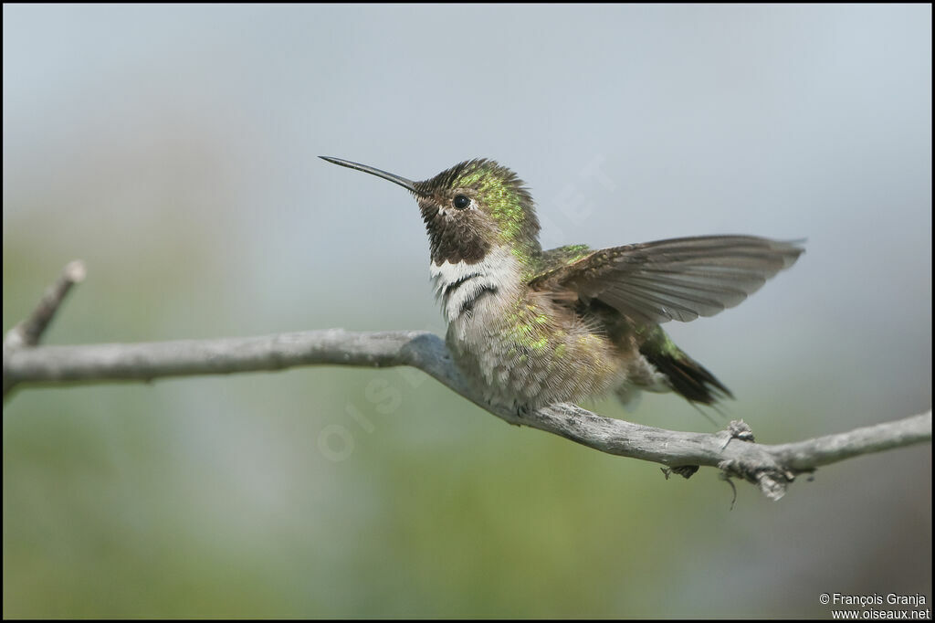 Colibri à queue largeadulte