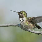 Colibri à queue large
