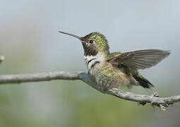 Broad-tailed Hummingbird