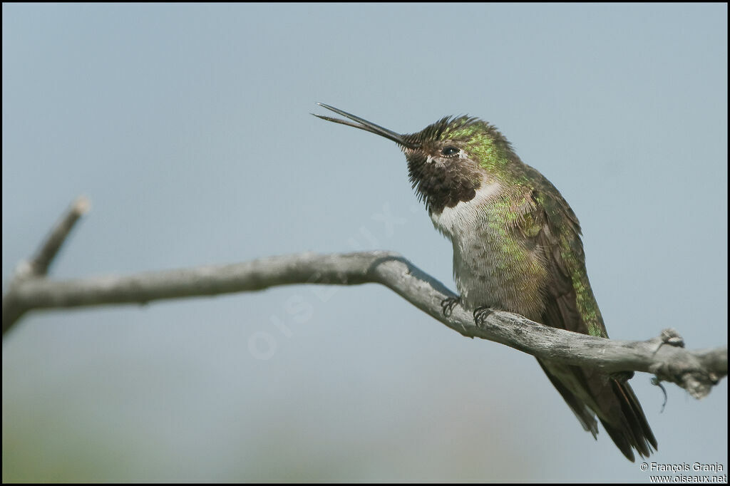 Colibri à queue largeadulte