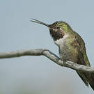 Colibri à queue large