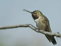 Colibri à queue large