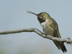 Broad-tailed Hummingbird