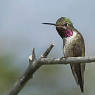 Colibri à queue large