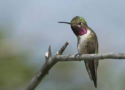 Colibri à queue large