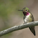 Colibri à queue large