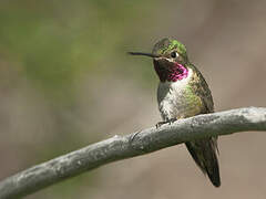 Colibri à queue large