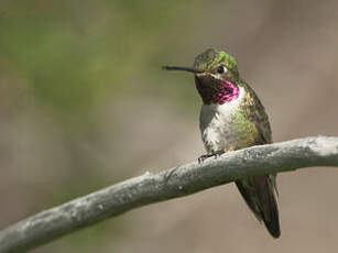 Colibri à queue large