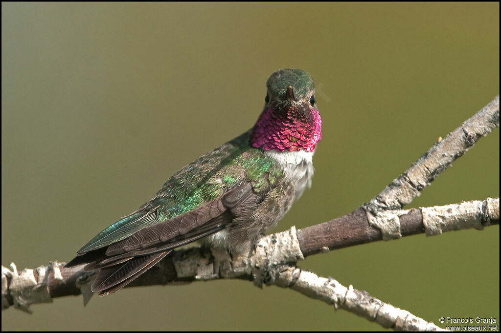 Colibri à queue largeadulte