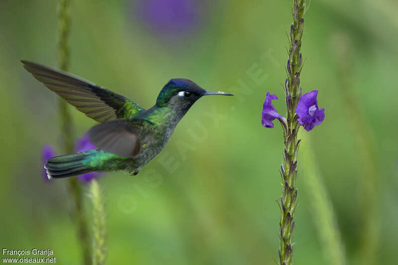 Colibri à tête violetteadulte, Vol