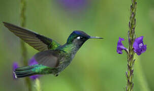 Colibri à tête violette