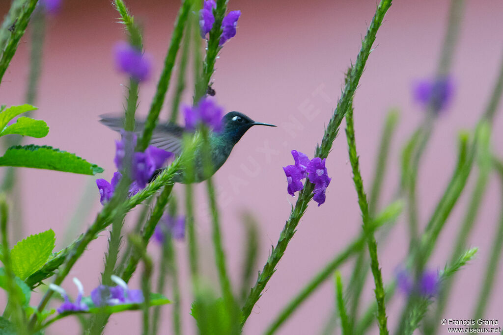 Violet-headed Hummingbird