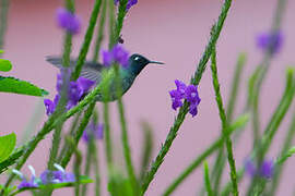 Violet-headed Hummingbird