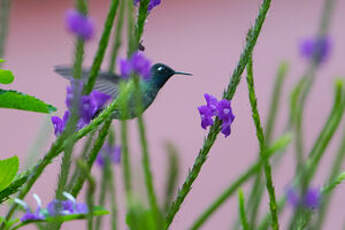 Colibri à tête violette