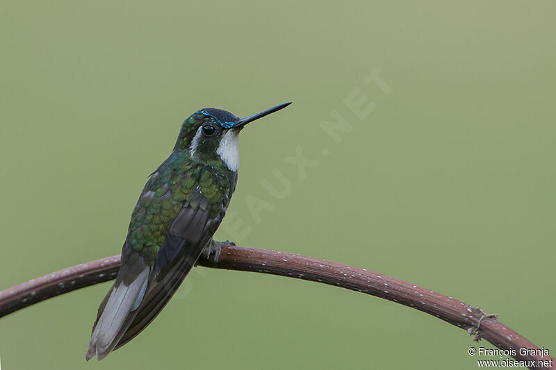 White-throated Mountaingemadult