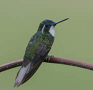 Colibri à ventre châtain