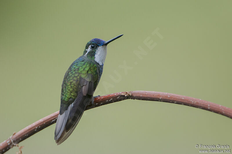 White-throated Mountaingemadult