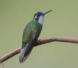 Colibri à ventre châtain