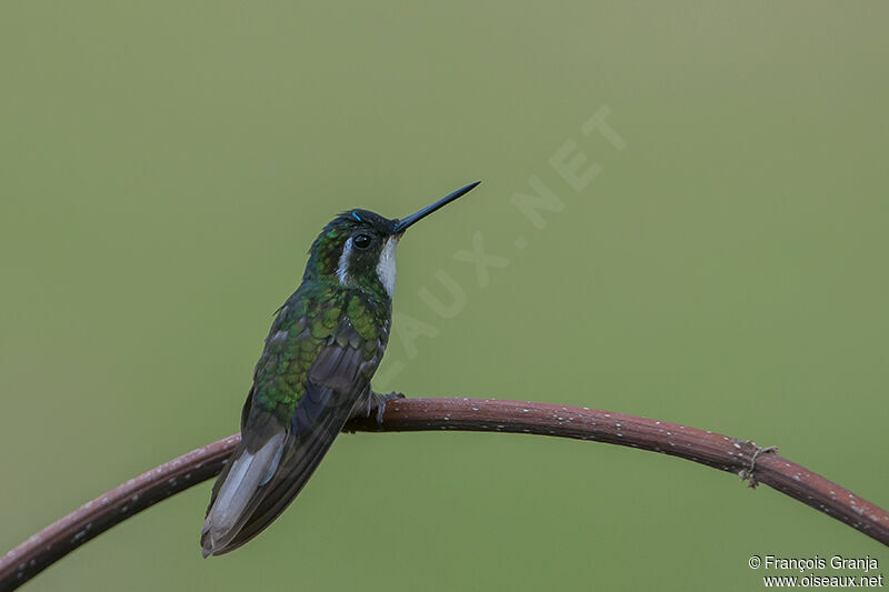 Colibri à ventre châtainadulte