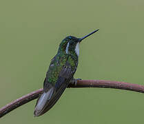 Colibri à ventre châtain