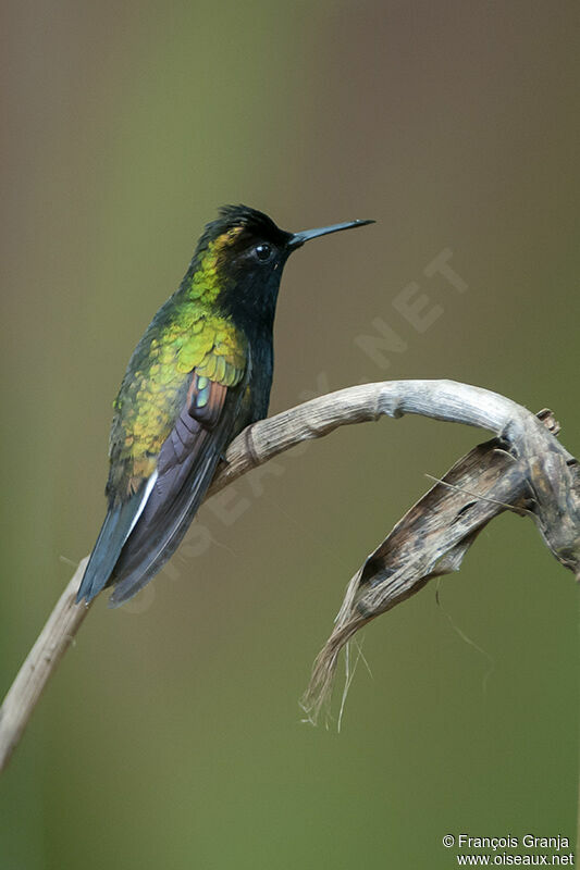 Colibri à ventre noiradulte