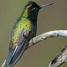 Colibri à ventre noir