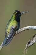 Black-bellied Hummingbird