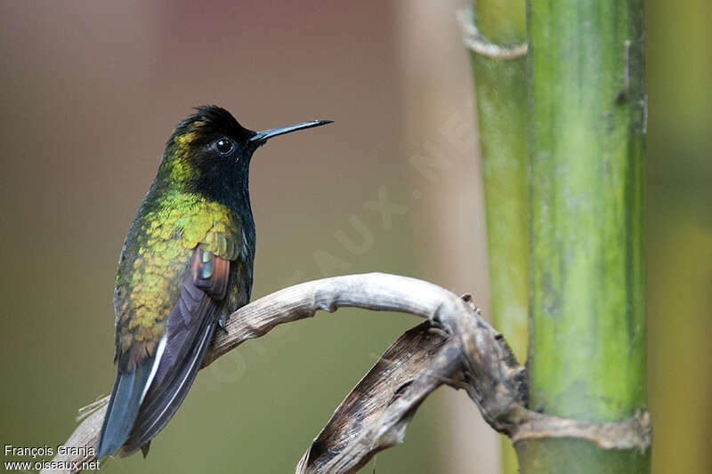 Colibri à ventre noir mâle adulte, identification