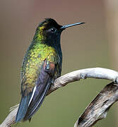 Colibri à ventre noir