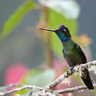 Colibri admirable