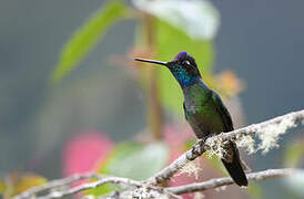 Talamanca Hummingbird