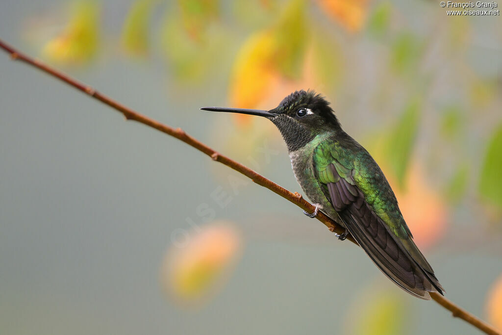 Talamanca Hummingbird