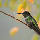 Colibri admirable