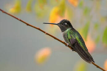 Colibri admirable