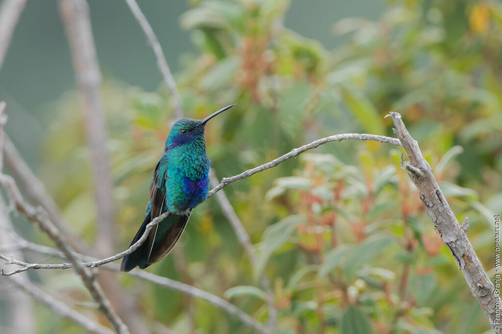 Colibri anaïs