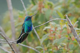 Colibri anaïs