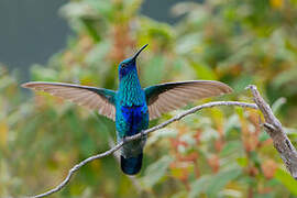 Sparkling Violetear